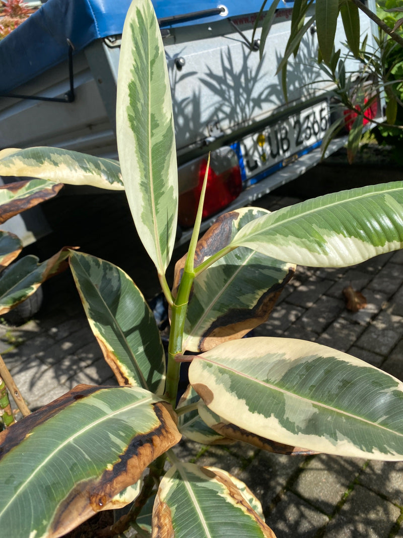 monstera sierrana variegated Monstera deliciosa var sierrana “Big Plant”