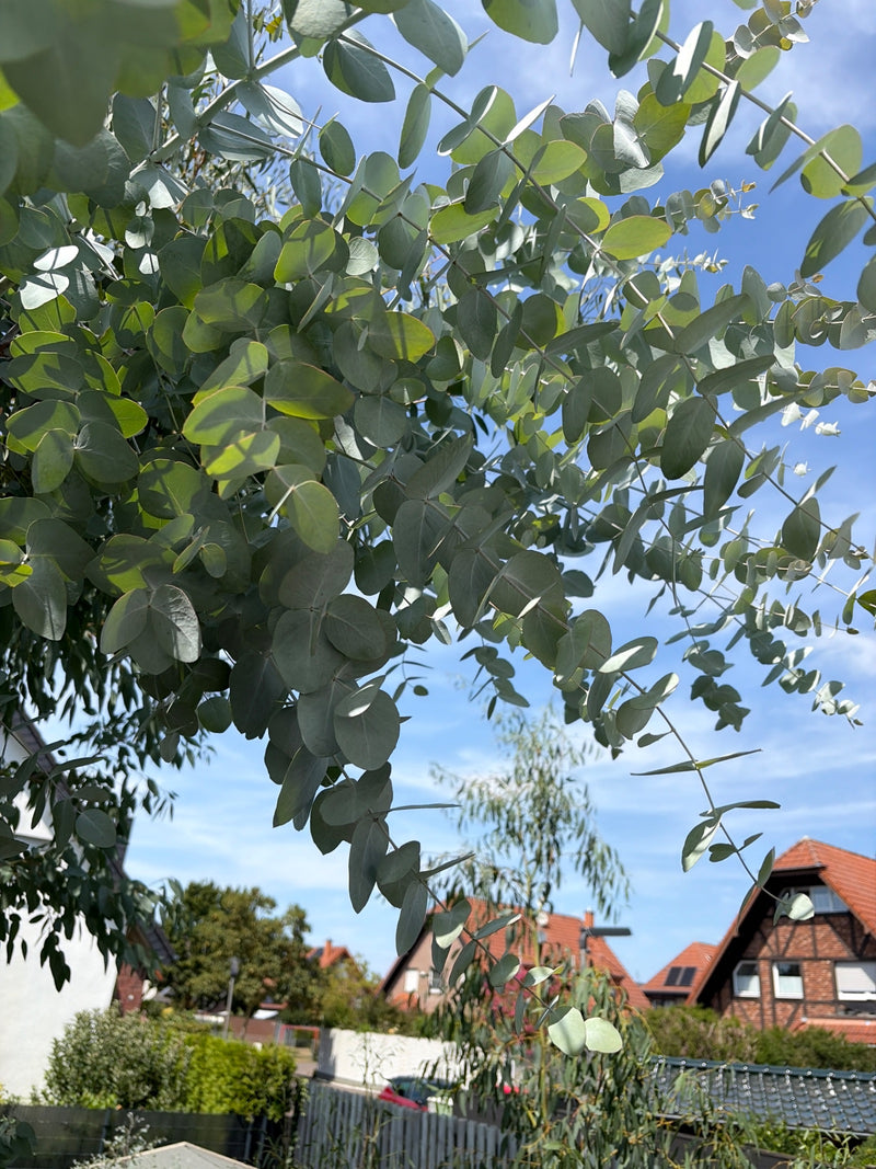 Gunn-Eukalyptus — Bild 5