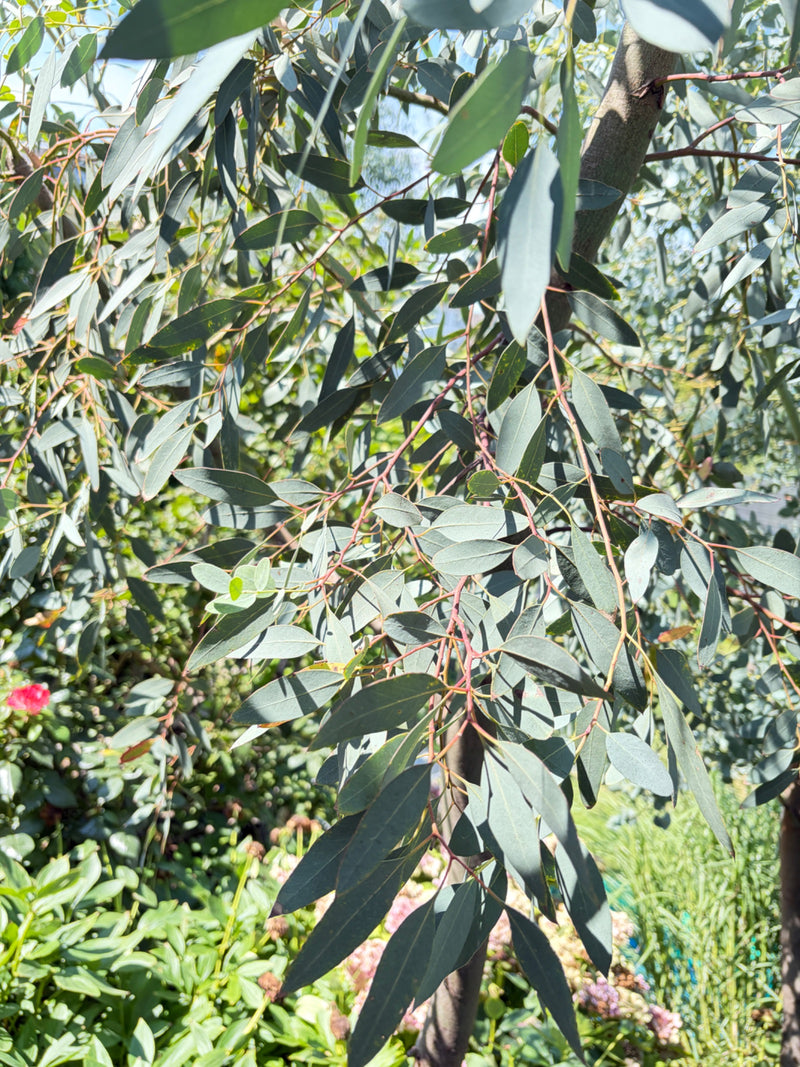Gunn-Eukalyptus — Bild 1