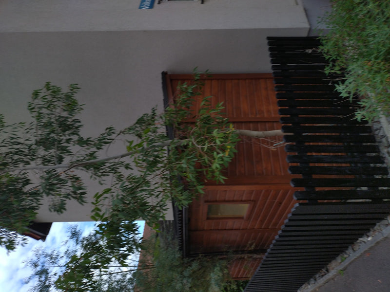 Gunn-Eukalyptus — Bild 1