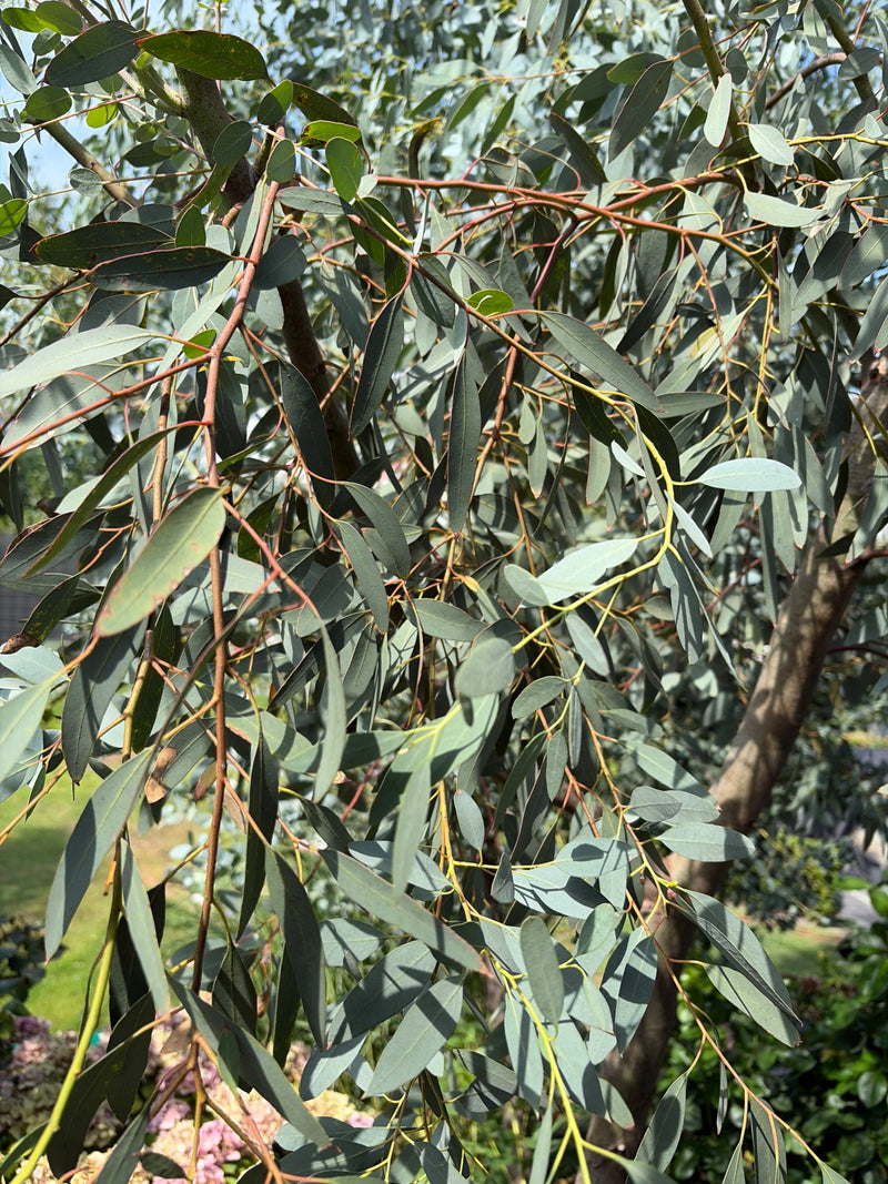 Gunn-Eukalyptus — Bild 2
