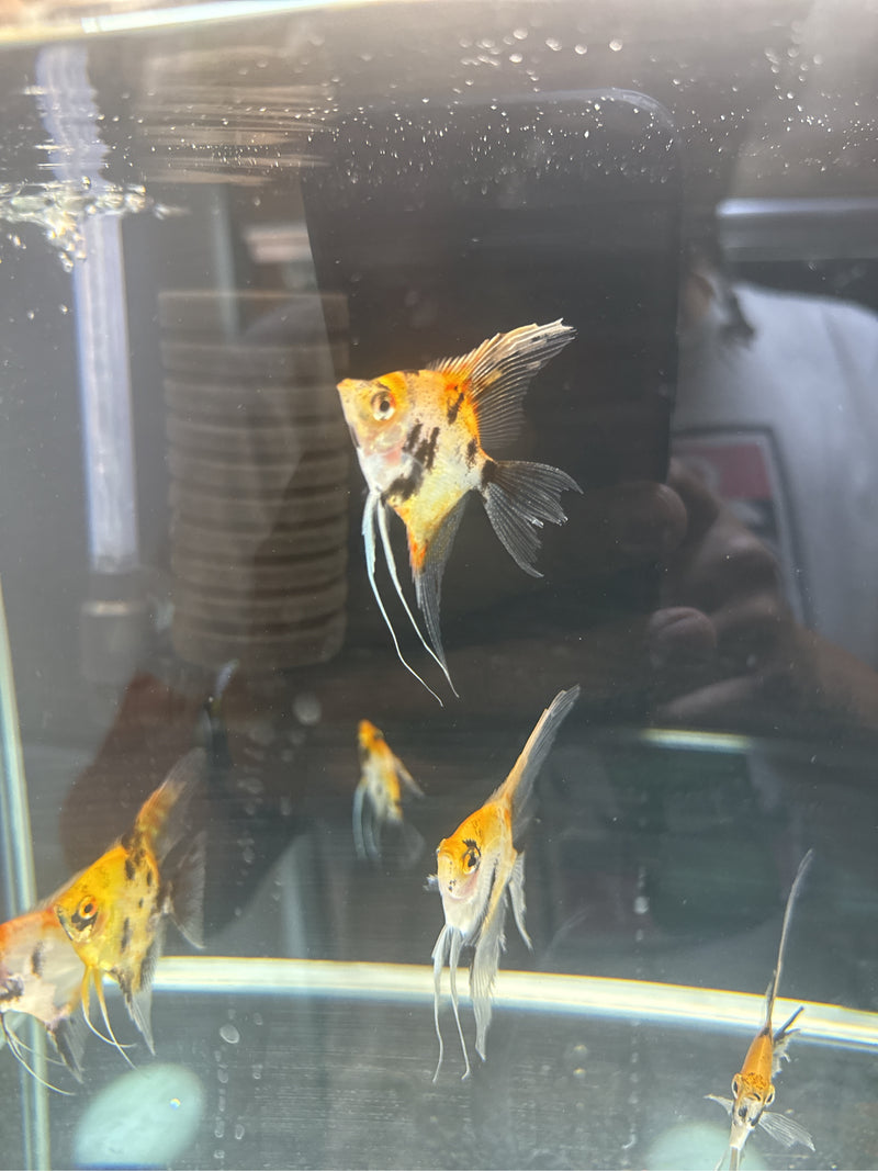 Guppy — Bild 3