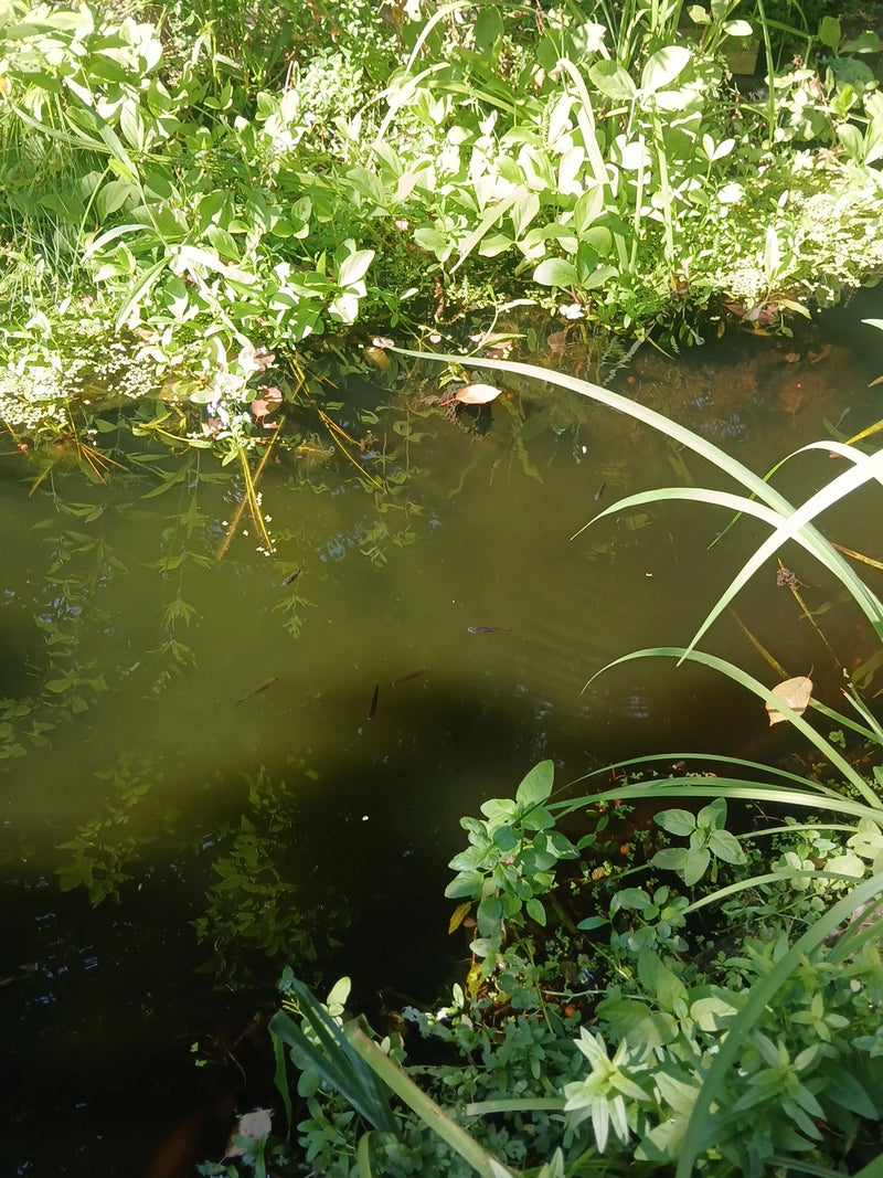 Guppy — Bild 1