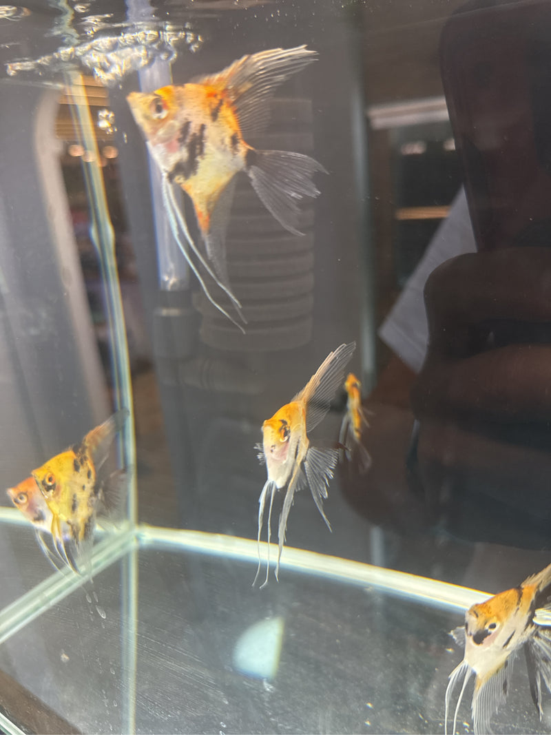 Guppy — Bild 4