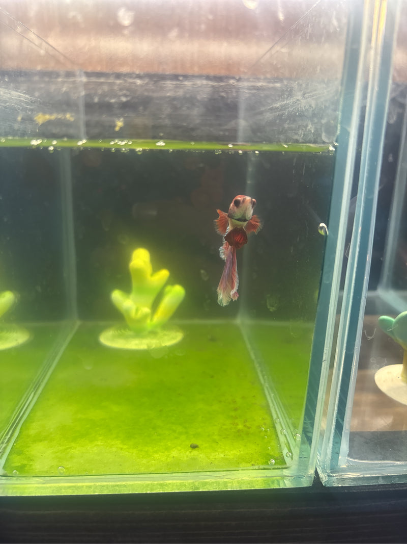 Guppy — Bild 2