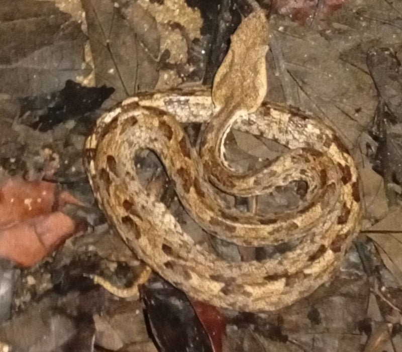 Eine Höcker-Grubenotter liegt zusammengerollt auf trockenem Laub am Boden. Ihr dreieckiger Kopf und das gemusterte Schuppenkleid sind gut getarnt.