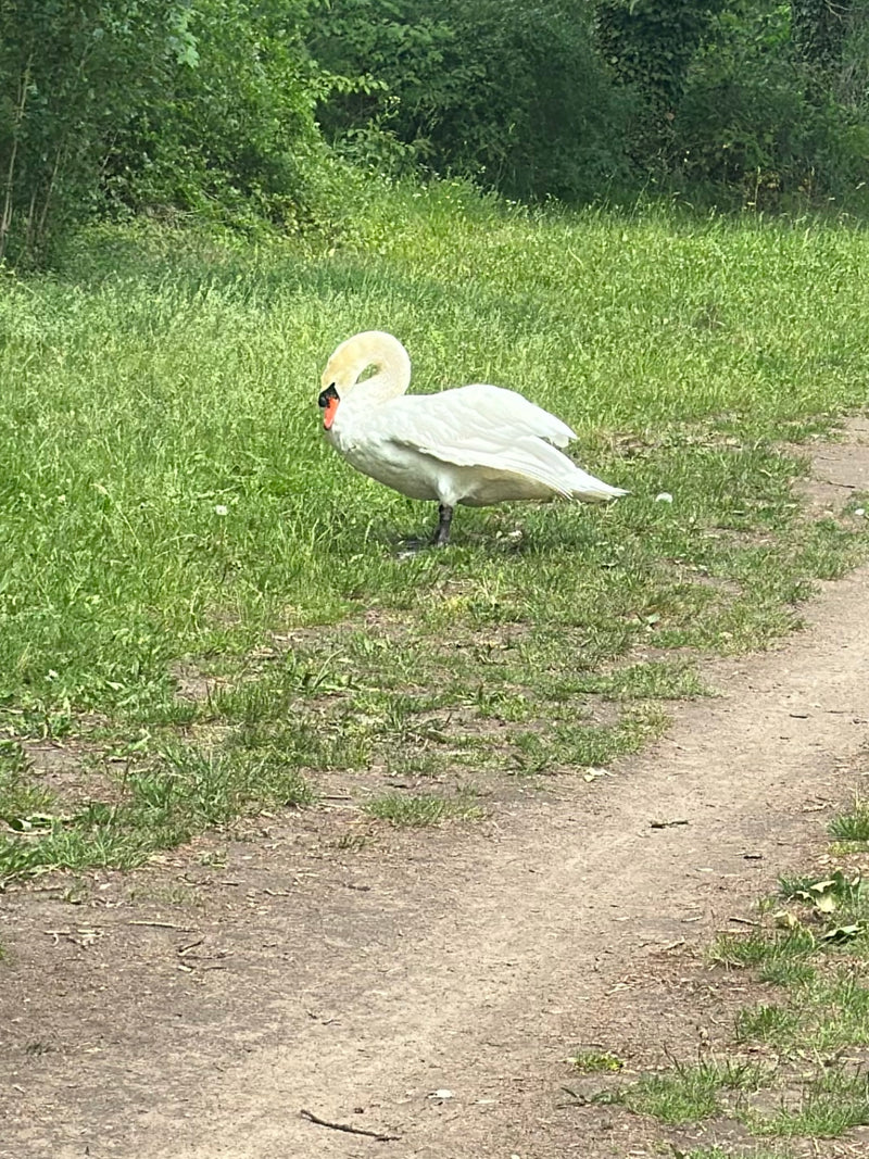 Ein Höckerschwan steht auf einem Grasweg im Grünen. Er hat sein typisches weißes Gefieder und den orange-schwarzen Schnabel.