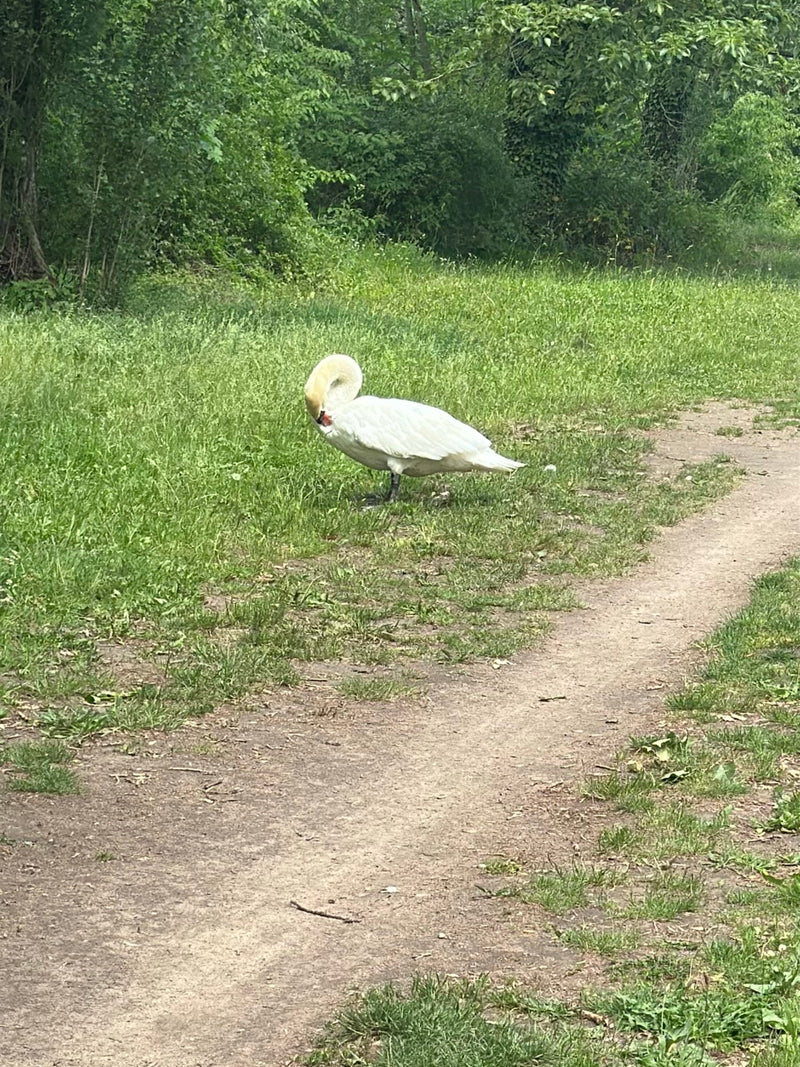 Ein Höckerschwan steht im grünen Gras neben einem Weg und hält den Kopf gebeugt. Das weiße Gefieder und der charakteristische rote Schnabel sind gut zu erken...