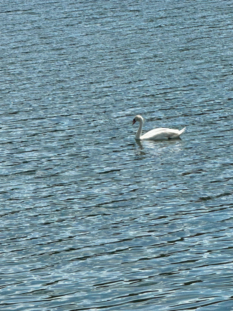 Ein weißer Höckerschwan schwimmt auf dem bewegten Wasser eines Sees. Der Vogel ist gut zu erkennen.