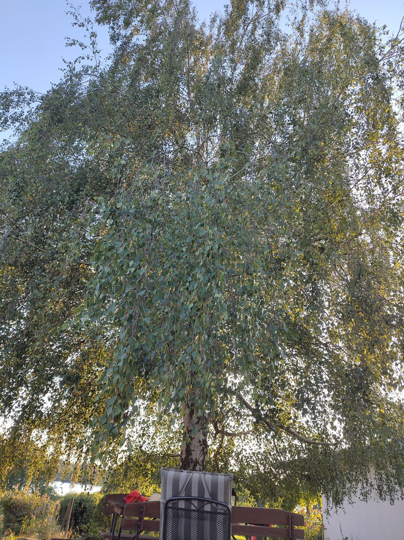 Zu sehen ist eine große Hänge-Birke mit ihrer charakteristischen Krone und den herabhängenden Zweigen. Der Baum steht in einem Garten vor einem klaren Himmel.