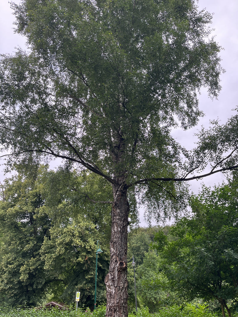 Das Foto zeigt eine ausgewachsene Hänge-Birke mit markantem Stamm und ausladender Krone. Der Baum steht in einer Grünanlage unter bewölktem Himmel.