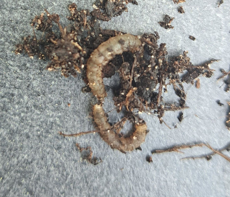 Zwei Haarmückenlarven liegen gekrümmt inmitten von Erdresten auf einer grauen Fläche.