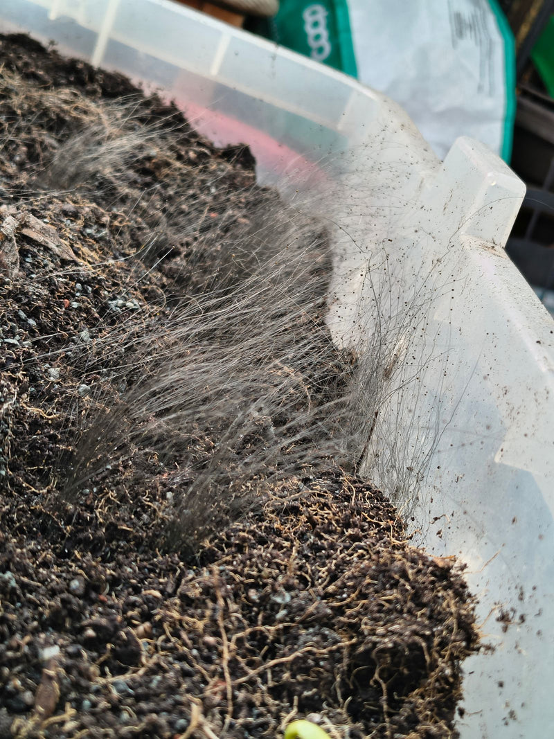 Auf dunkler Blumenerde in einem Plastikbehälter wächst dichter Haarschimmel mit extrem langen, feinen Hyphen und kleinen Sporenköpfen.