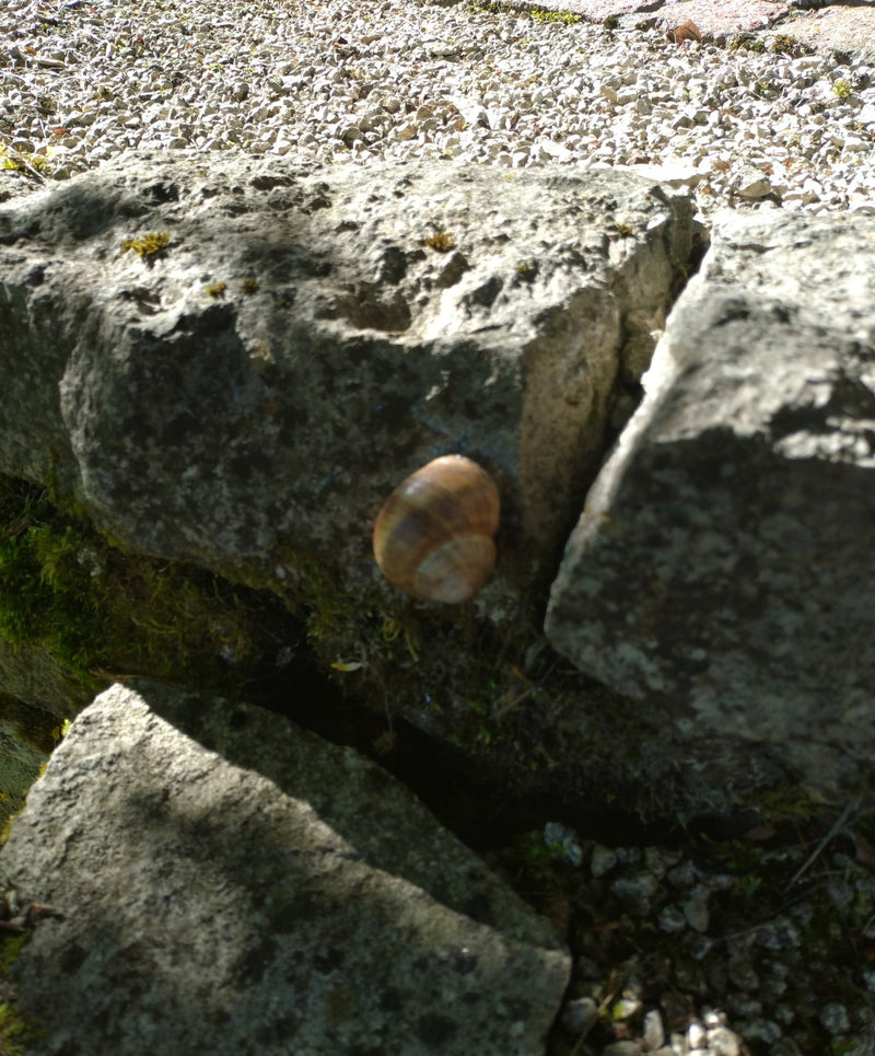 Hain-Bänderschnecke — Bild 2