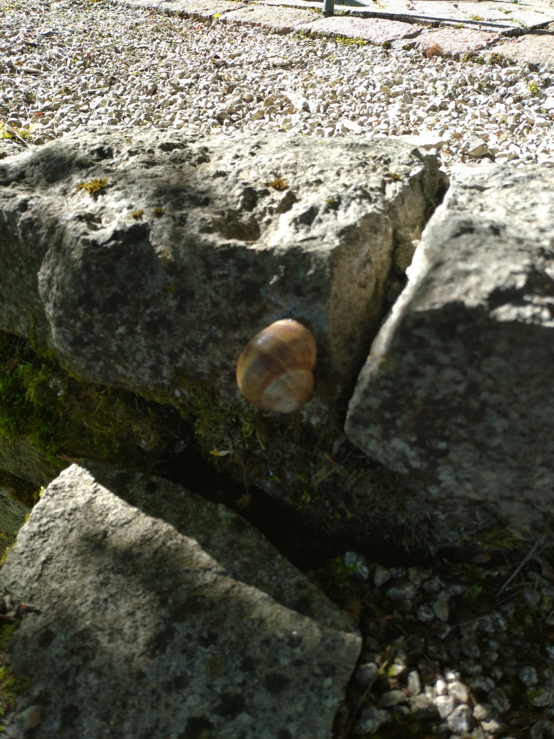 Hain-Bänderschnecke — Bild 1