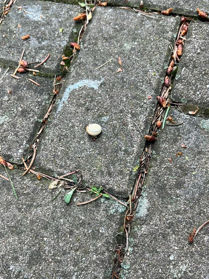 Hain-Bänderschnecke — Bild 2