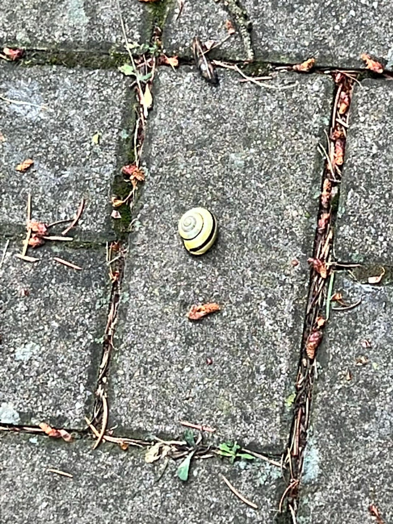 Hain-Bänderschnecke — Bild 1
