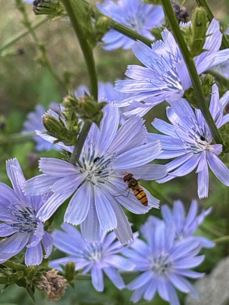 Hainschwebfliege — Bild 1