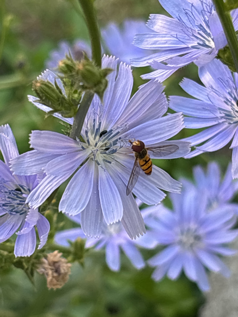 Hainschwebfliege — Bild 2