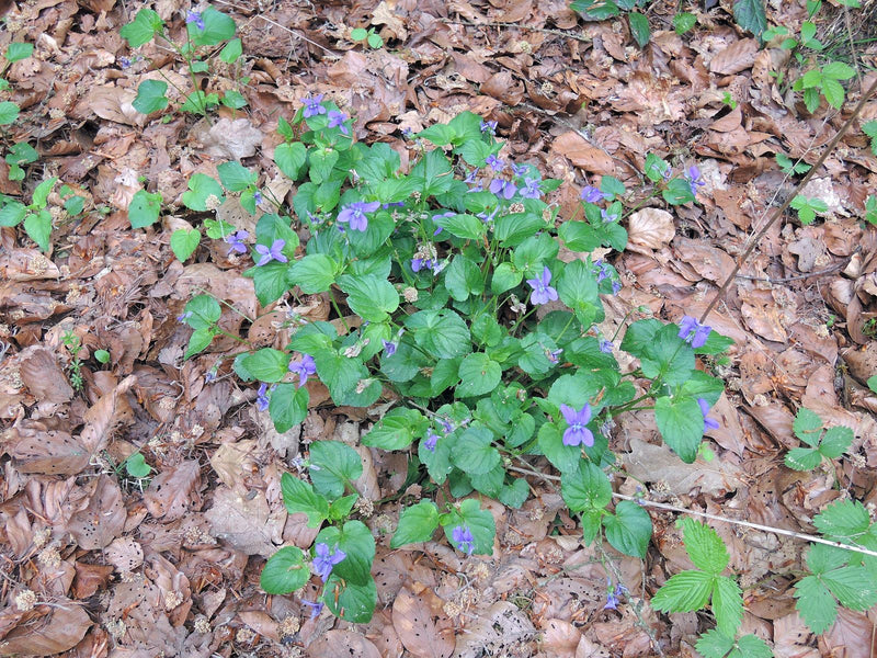 Hain-Veilchen — Bild 1