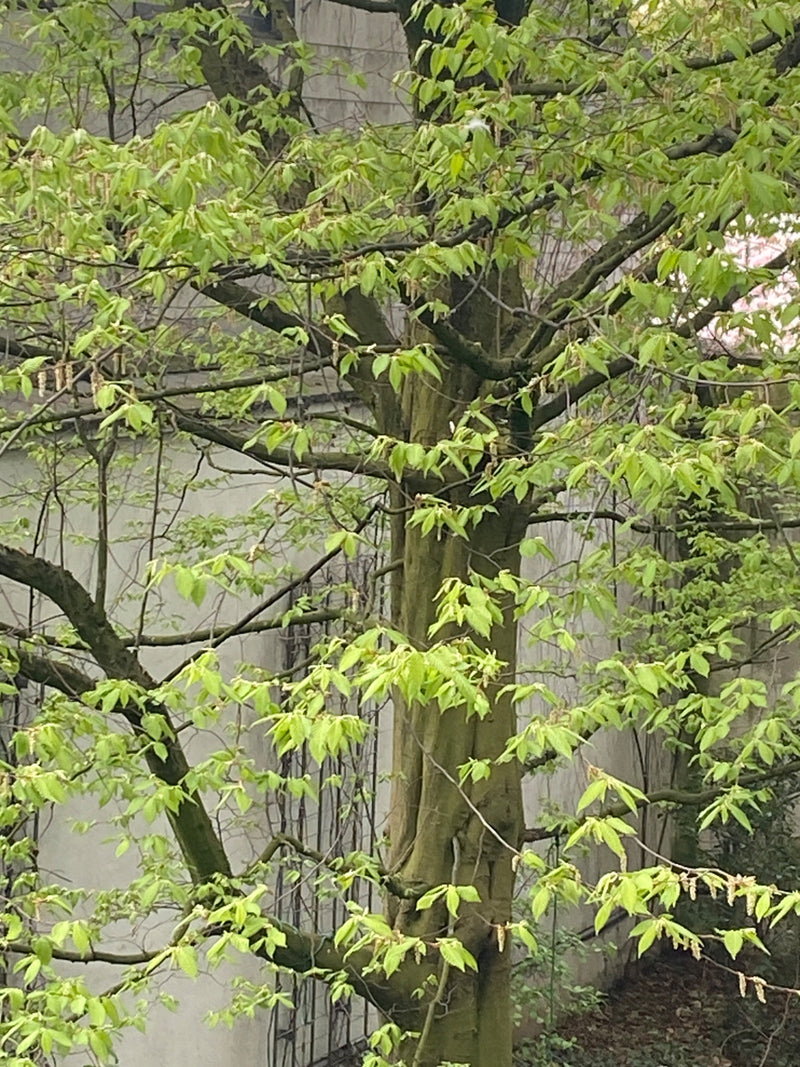 Hainbuche — Bild 1