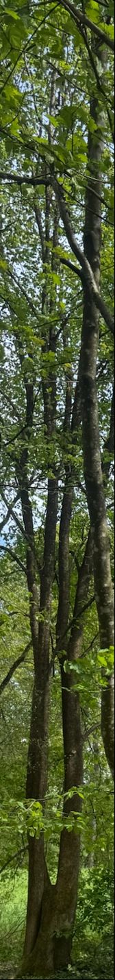 Zu sehen ist der charakteristische, leicht gedrehte Stamm und das grüne Blattwerk einer Hainbuche in einem Wald. Der Baum steht auf einem natürlichen Waldboden.