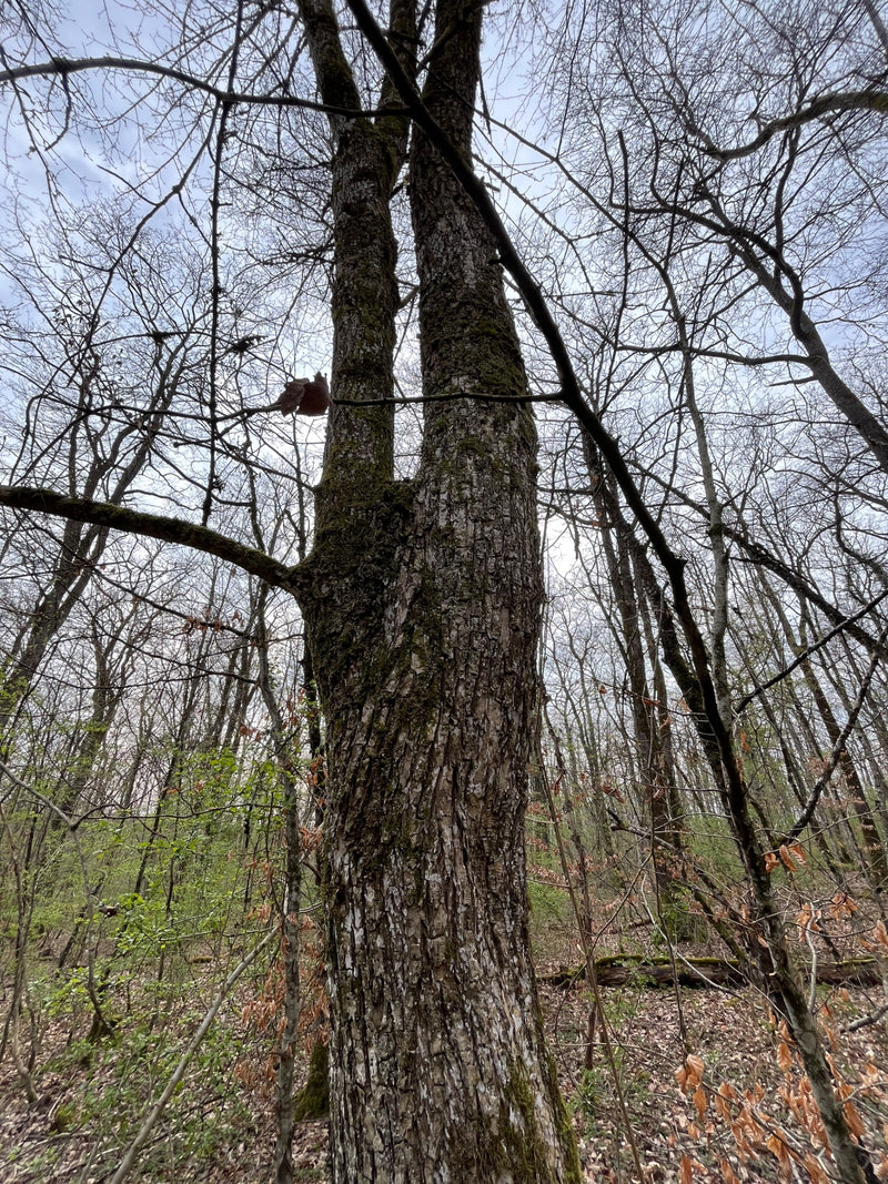 Hainbuche — Bild 2