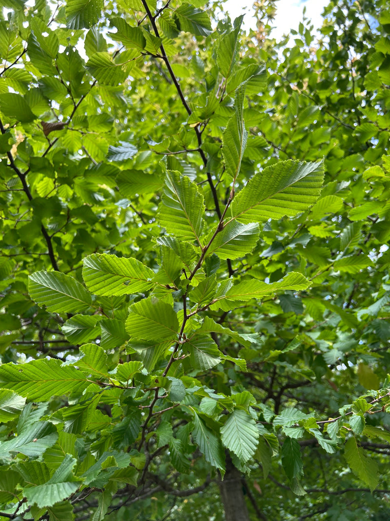 Hainbuche — Bild 4