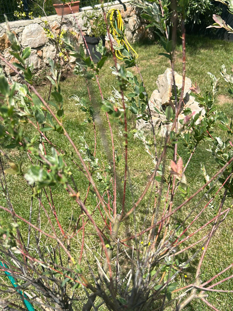 Zu sehen ist eine junge Harlekinweide mit rötlichen Zweigen und grün-weiß gemusterten Blättern. Der Strauch steht in einem Garten vor einer Steinmauer.