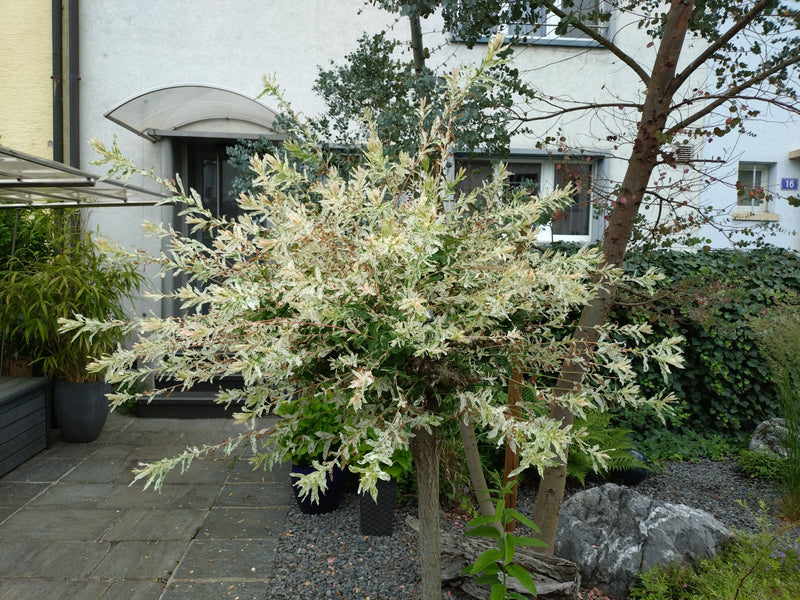 Zu sehen ist eine Harlekinweide mit charakteristisch weiß-grün panaschierten Blättern. Der Strauch steht in einem gepflasterten Garten vor einem Haus.