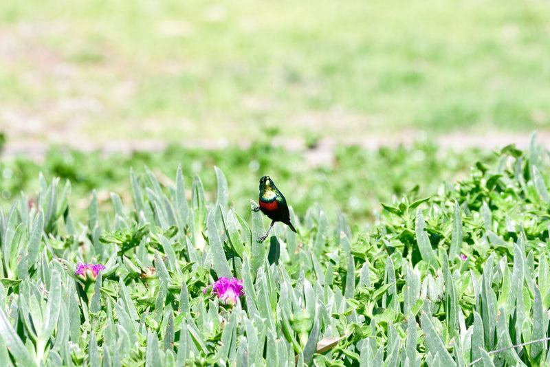 Ein männlicher Halsband-Nektarvogel sitzt auf den fleischigen Blättern von Sukkulenten in einer Garten- oder Buschlandschaft.