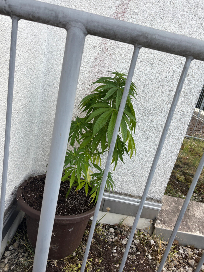 Hanf — Bild 5