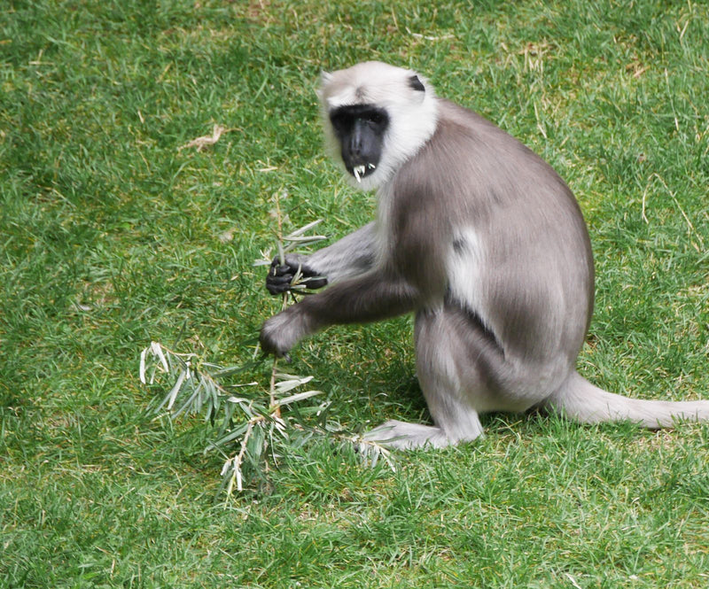Hanuman-Langur — Bild 1