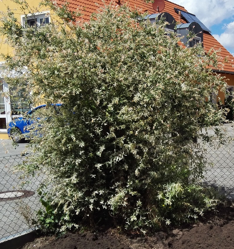 Zu sehen ist ein großer, buschiger Strauch der Harlekinweide, der in einem Garten vor einem Gebäude steht. Die charakteristischen hellen Blätter sind gut zu ...