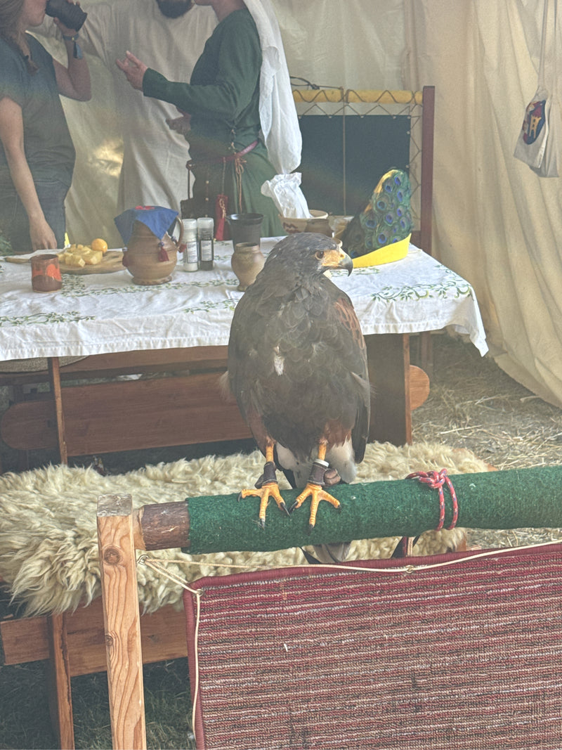 Harrisbussard — Bild 2