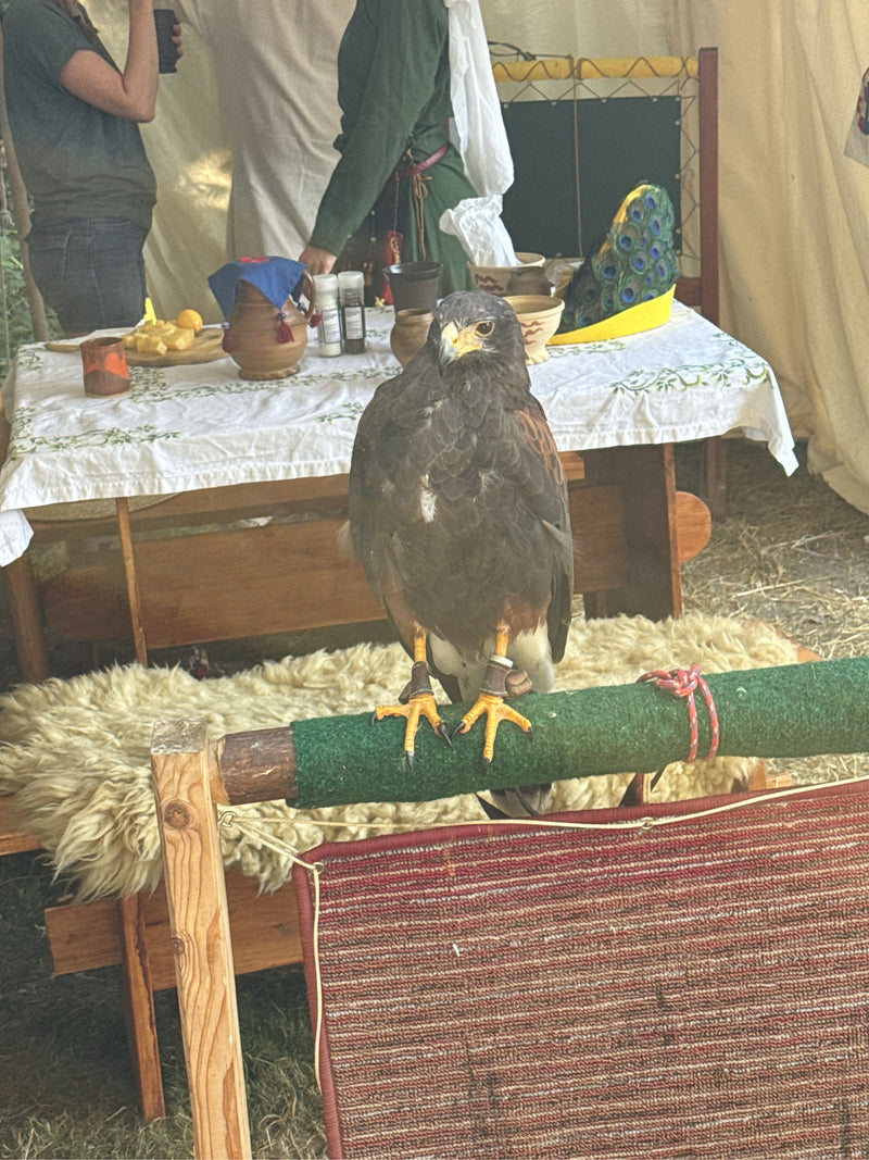 Harrisbussard — Bild 1