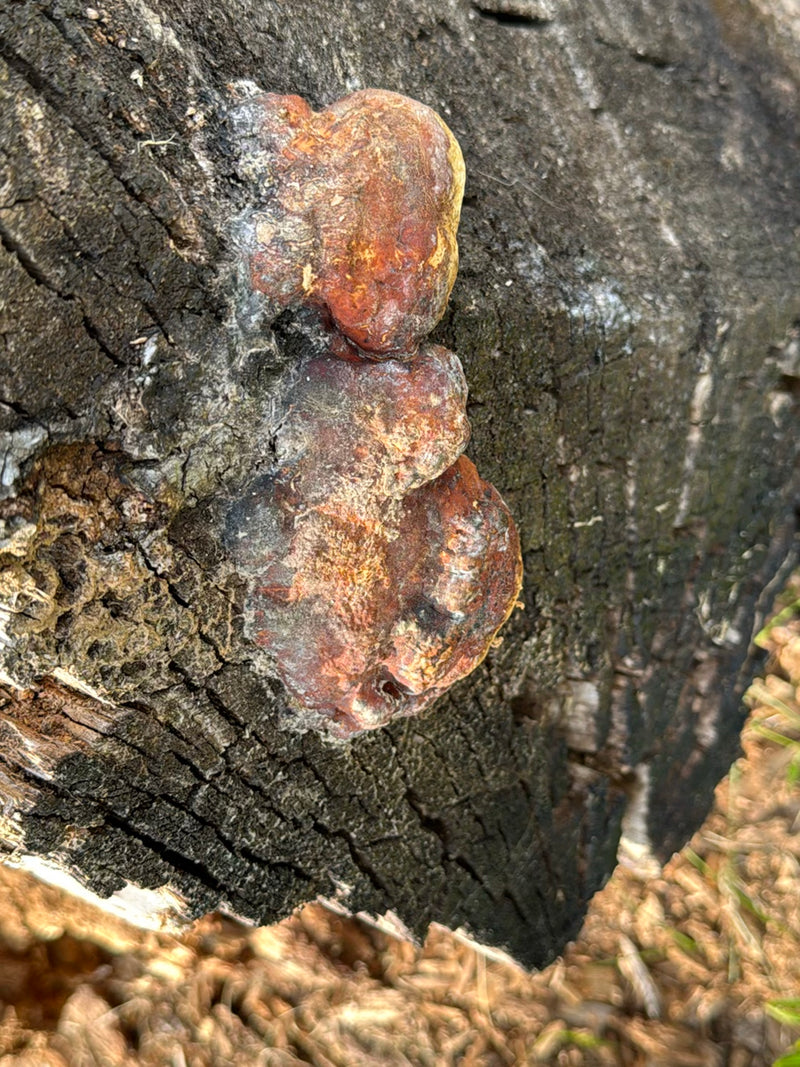 Harziger Lackporling — Bild 2