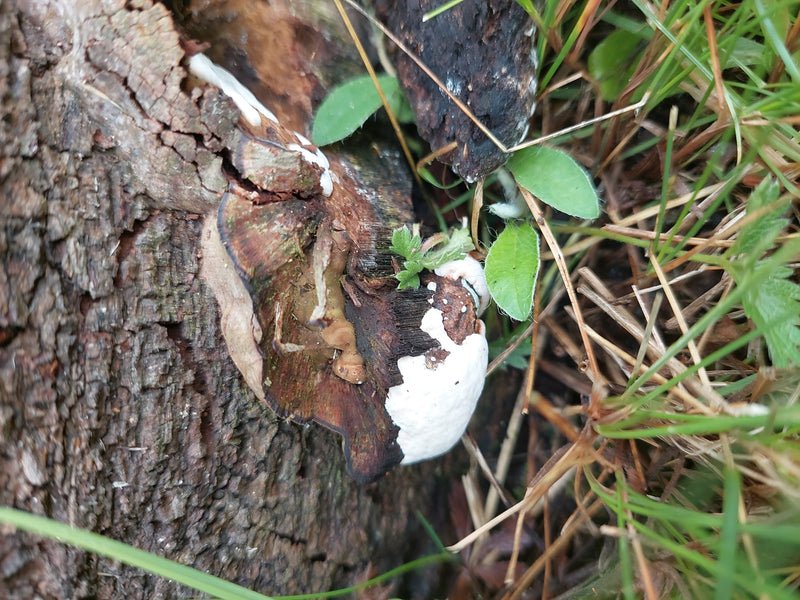 Harziger Lackporling — Bild 3