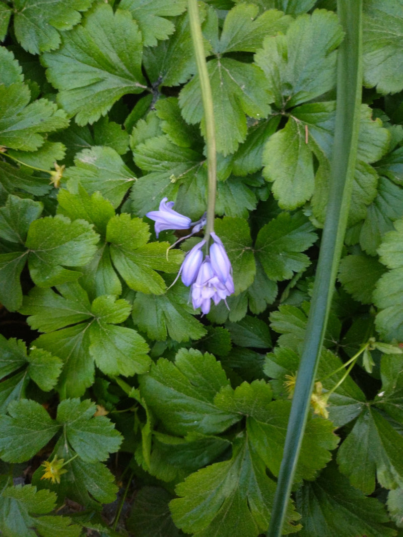Hasenglöckchen — Bild 3