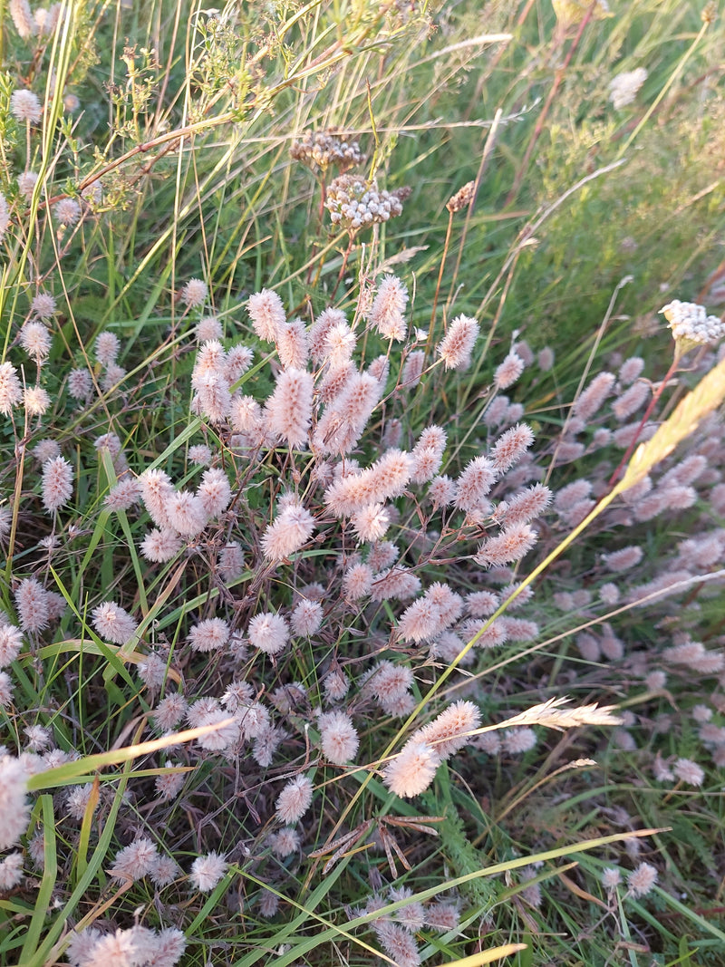 Hasenklee — Bild 2
