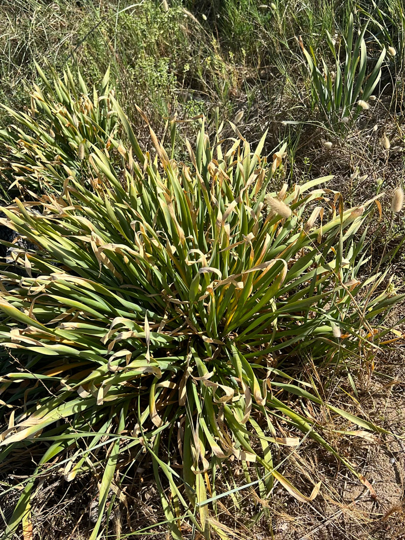 Hasenschwanz-Gras — Bild 2