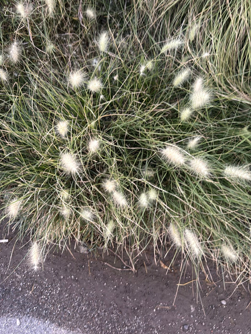 Hasenschwanz-Gras — Bild 3