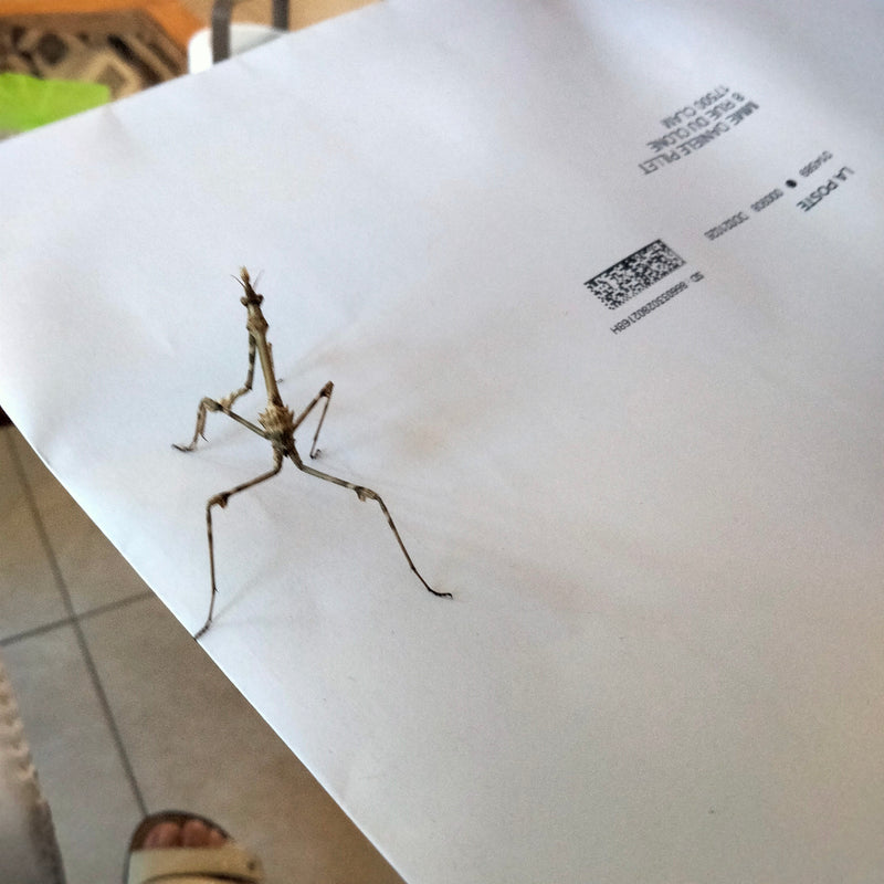 Haubenmantis — Bild 1 von 1
