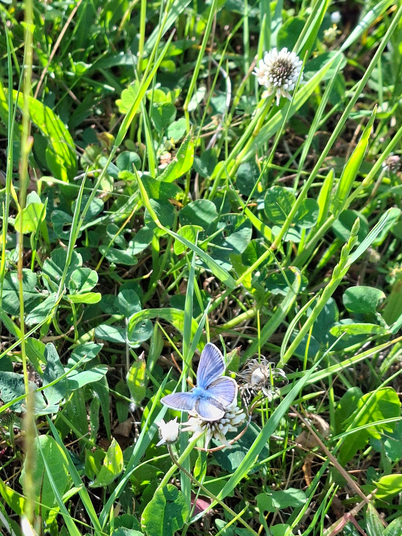Hauhechel-Bläuling — Bild 2