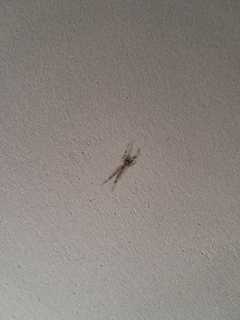 Haus-Feldspinne — Bild 5