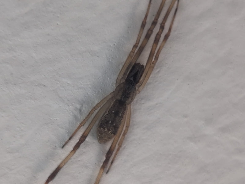 Haus-Feldspinne — Bild 5