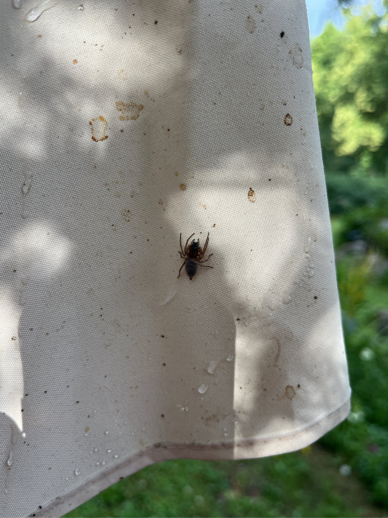 Haus-Feldspinne — Bild 4