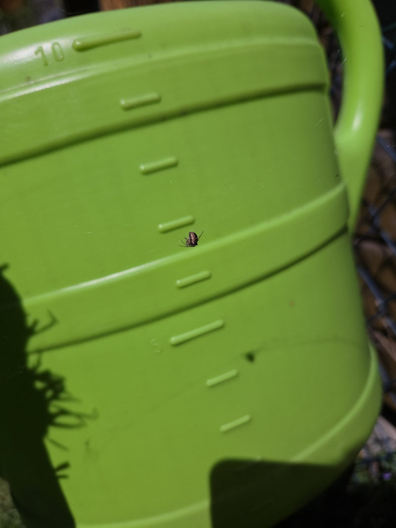Sektorspinne — Bild 3