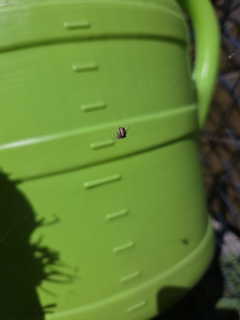 Sektorspinne — Bild 4