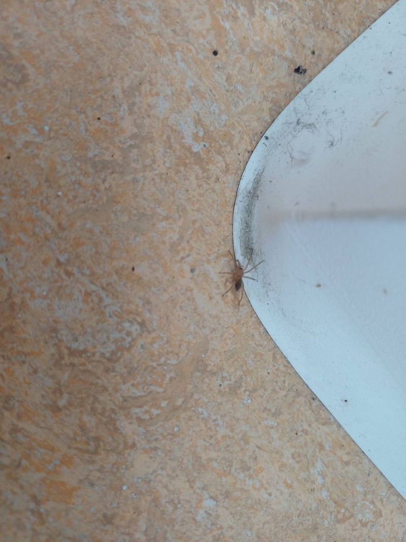 Hausdornfinger — Bild 2